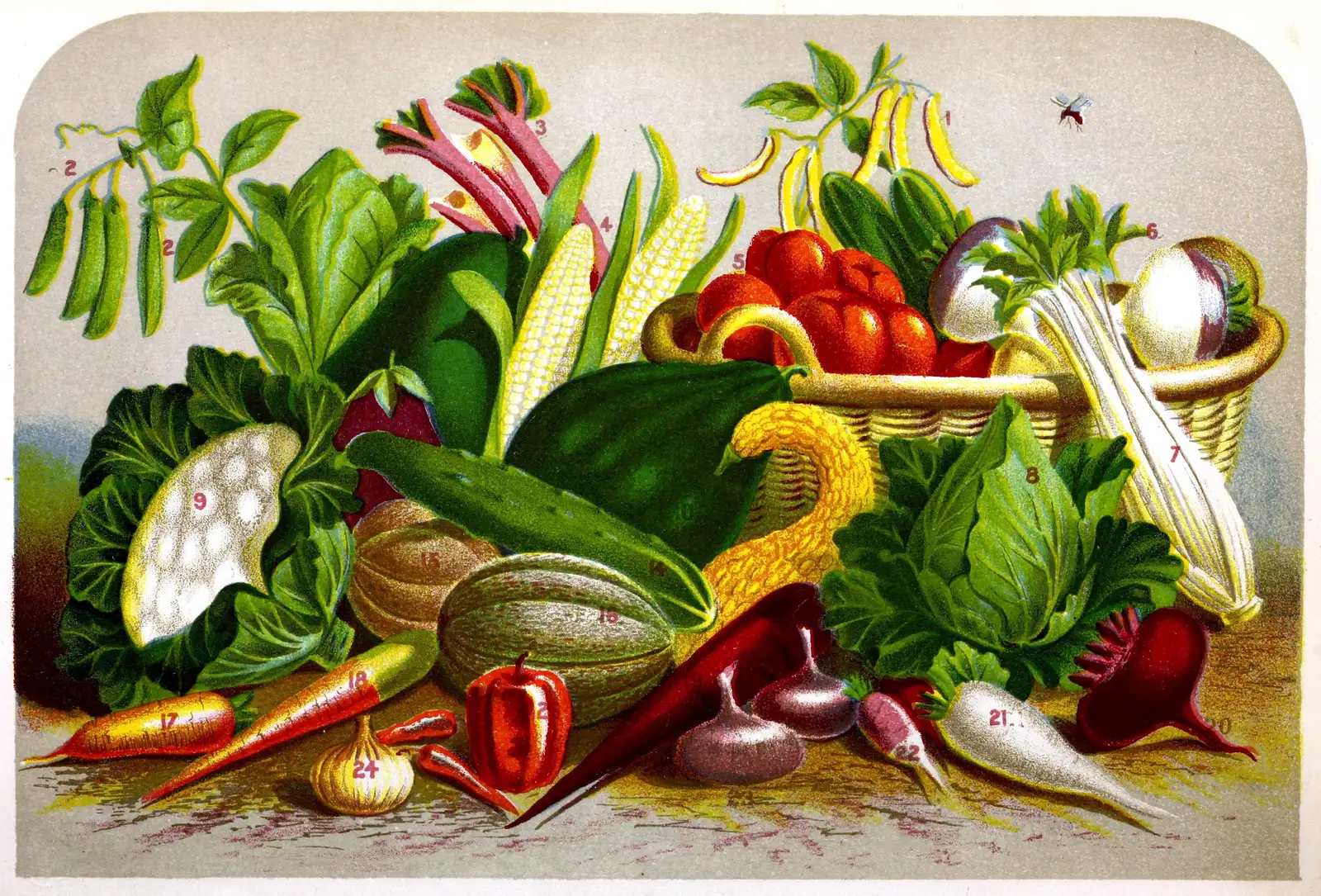 The Motivation Was Practical, Not Just Patriotic (Vick's Flower and Vegetable Garden (https://archive.org/details/vicksflowerveget00vick/page/n171), Public domain)