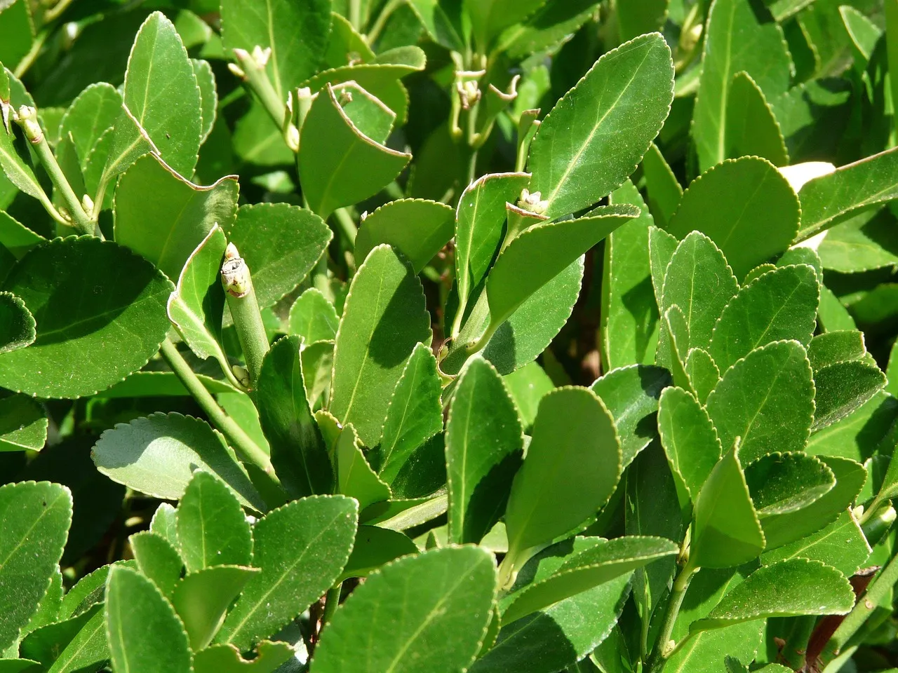 5. Portuguese Laurel - Elegant, Tidy, and Low-Maintenance (Image Credits: Pixabay)