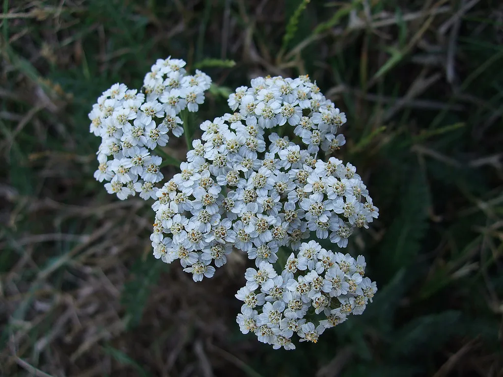 4. Yarrow (Achillea millefolium): Hardy, Cheerful, and Practically Indestructible (SimonLH64, Flickr, CC BY 2.0)