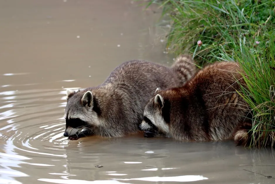 Water Physically Changes the Paw's Sensitivity (Image Credits: Pexels)