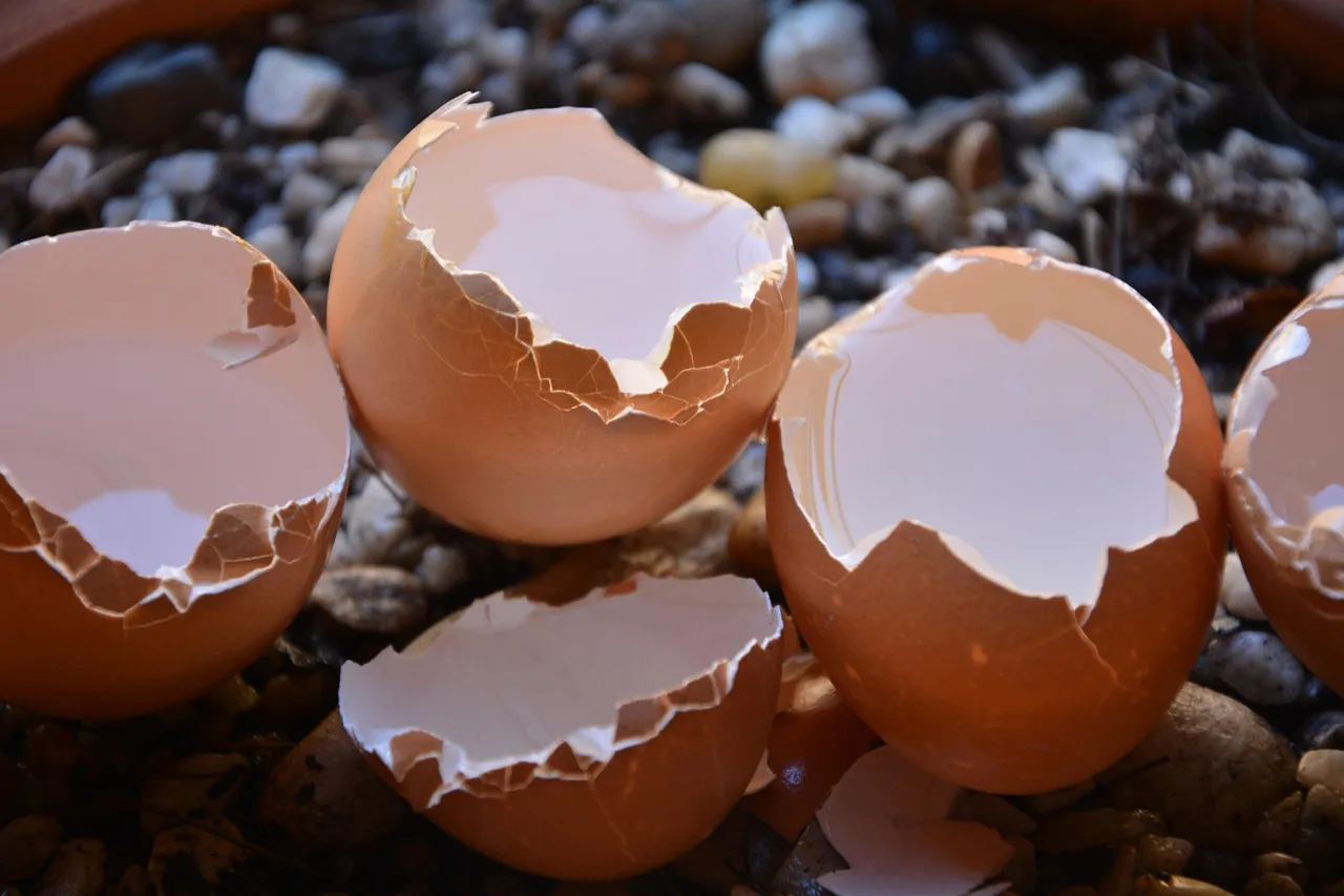 Eggshells vs. Whole Eggs: Which Is Actually Better? (Image Credits: Pixabay)