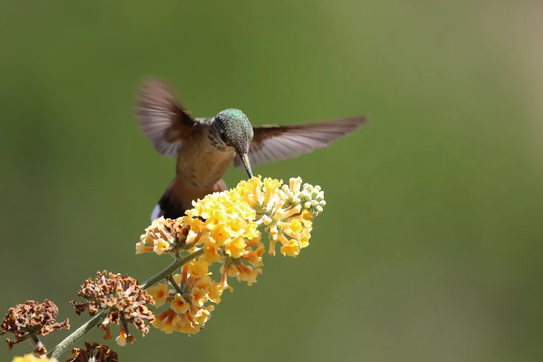 Why Native Plants Matter More Than Ever in Ventura (Image Credits: Unsplash)
