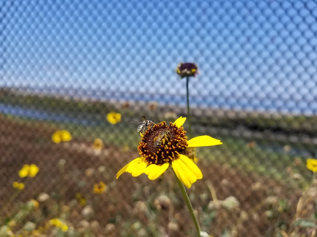 Conclusion: A Fence Line Transformed (Image Credits: Unsplash)