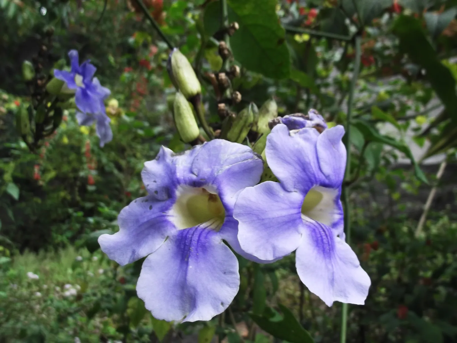 Woody Lavender Is More Vulnerable to Frost and Disease (By Yercaud-elango, CC BY-SA 4.0)