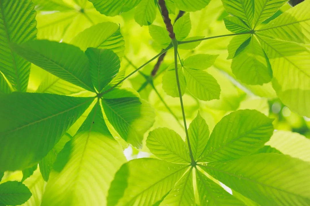 A Tree's Version of a Cost-Benefit Analysis (Image Credits: Unsplash)