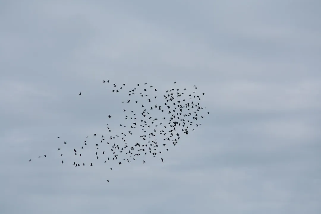 The Warbler That Outran a Tornado Outbreak (Image Credits: Unsplash)