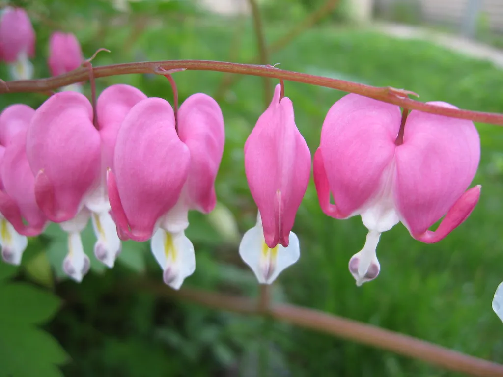 Bleeding Heart: A Shade Garden Treasure (moonrat42, Flickr, CC BY-SA 2.0)