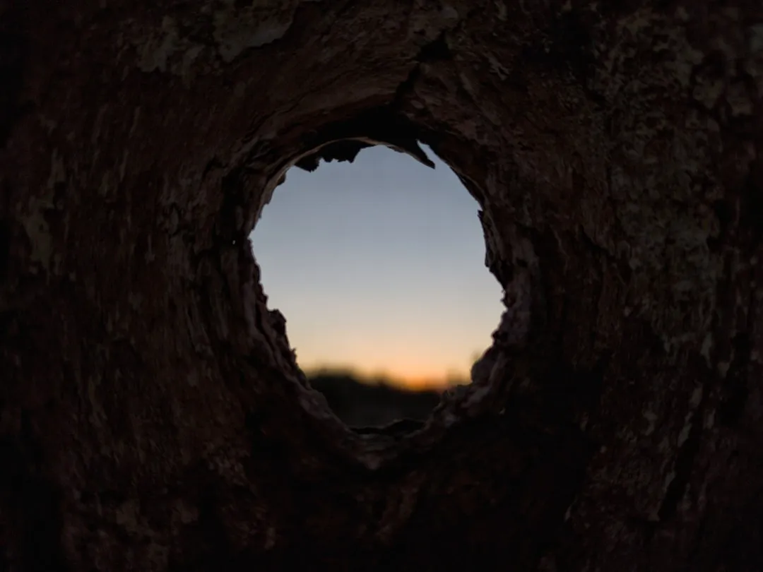 Each Sibling Watched Through a Different Knothole (Image Credits: Unsplash)