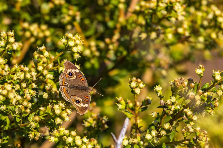 6. California Buckeye (Aesculus californica): A Native with Fragrant Flair (Image Credits: Pexels)
