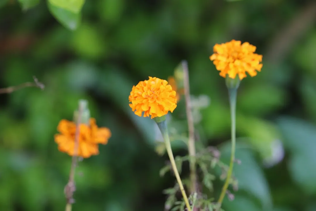 1. French Marigold (Tagetes patula): The Underground Defender (Image Credits: Unsplash)