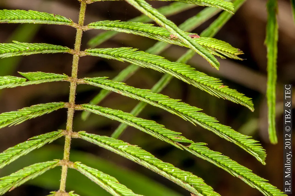 Leaf-Closing Substances Rise at Dusk (E.P. Mallory, Flickr, CC BY-SA 2.0)