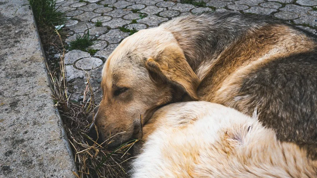 Nesting Instincts, Especially in Female Dogs (Image Credits: Unsplash)