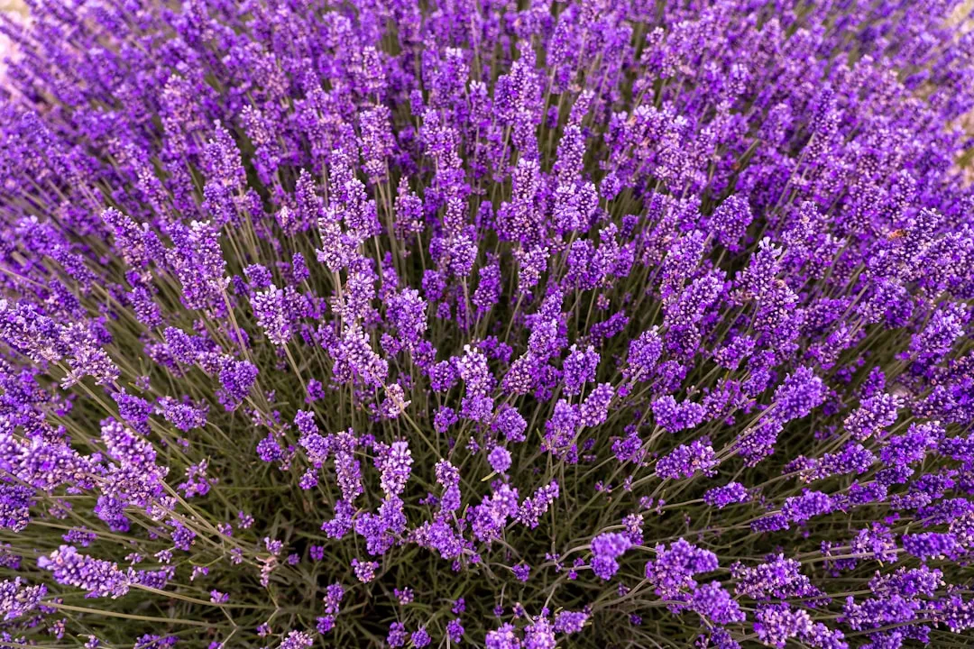 How to Position These Plants for Maximum Effect (Image Credits: Unsplash)