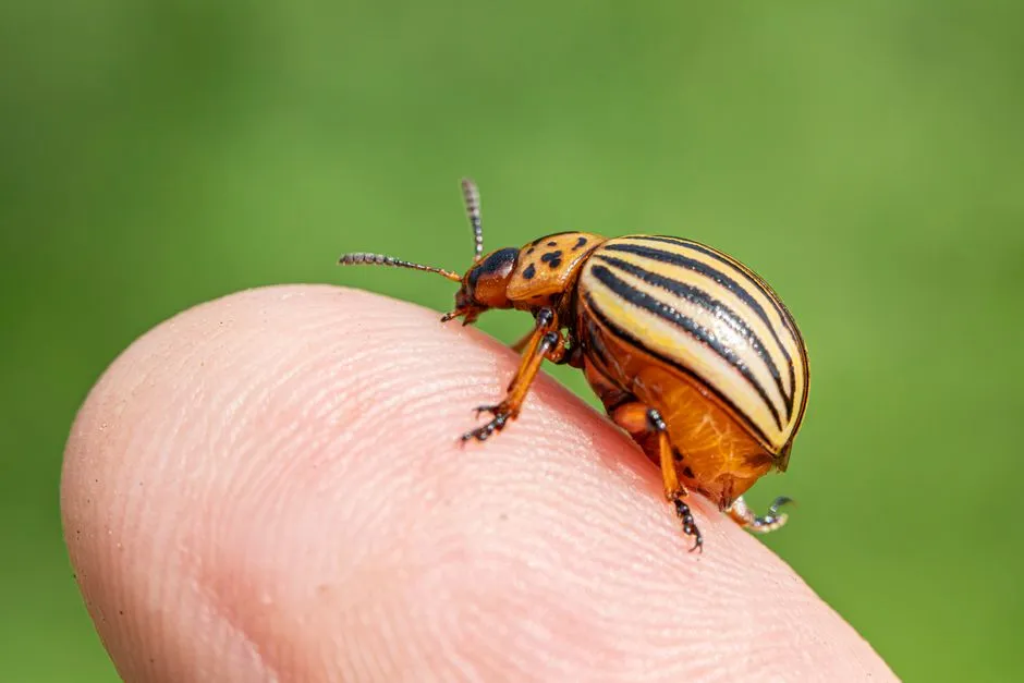 When Synthetic Pesticides Arrived and What They Changed (Image Credits: Pexels)