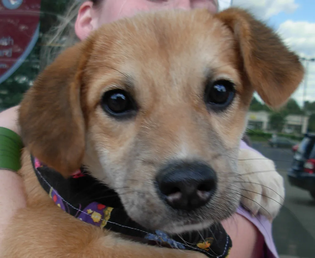 Research Confirms Dogs Vocalize More When Rewards Disappear (outlier dogs, Flickr, CC BY 2.0)