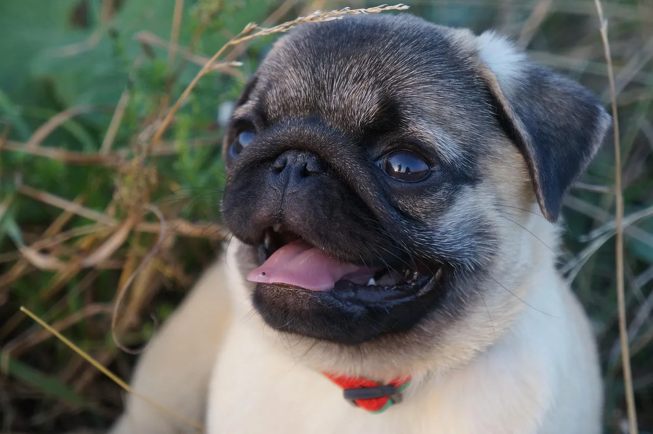 5. Pug: Maximum Personality in Minimum Square Footage (Image Credits: Pixabay)