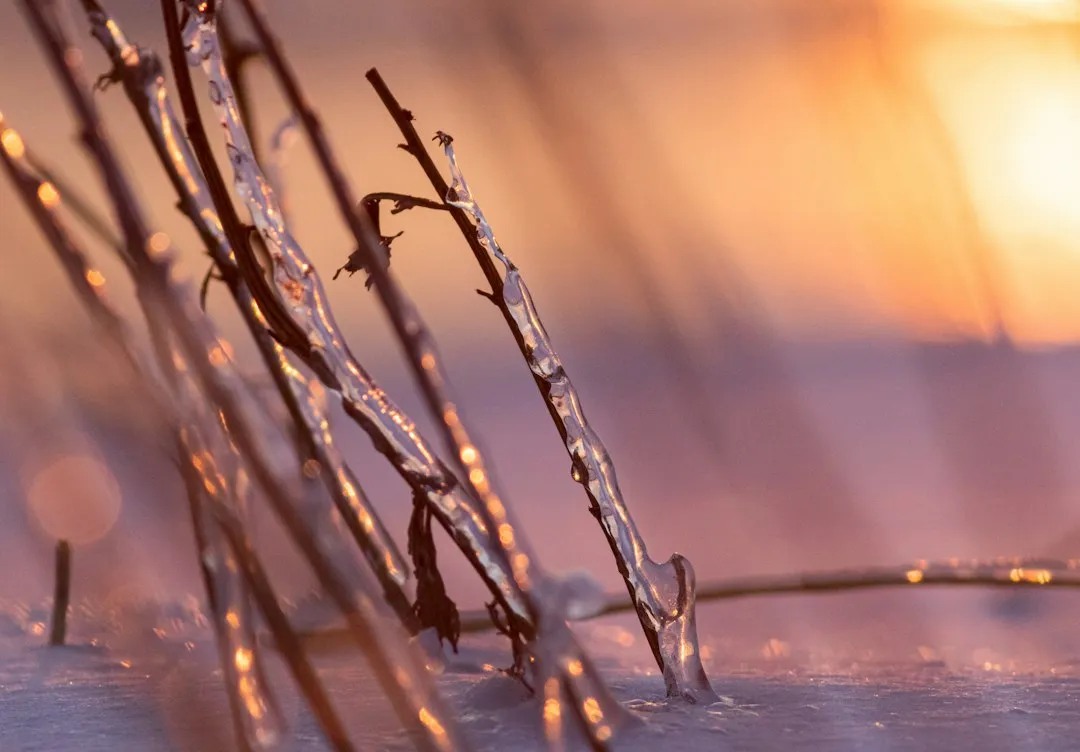 The Core Problem: Winter Burn (Image Credits: Unsplash)