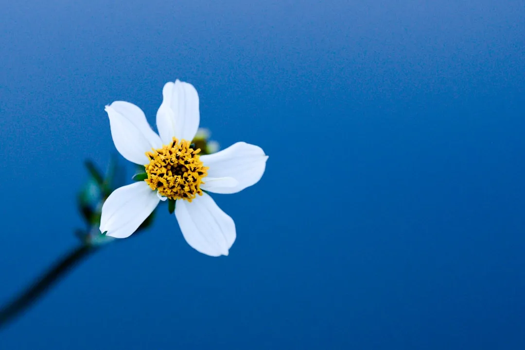 The Biological Clock Inside Every Flower (Image Credits: Unsplash)