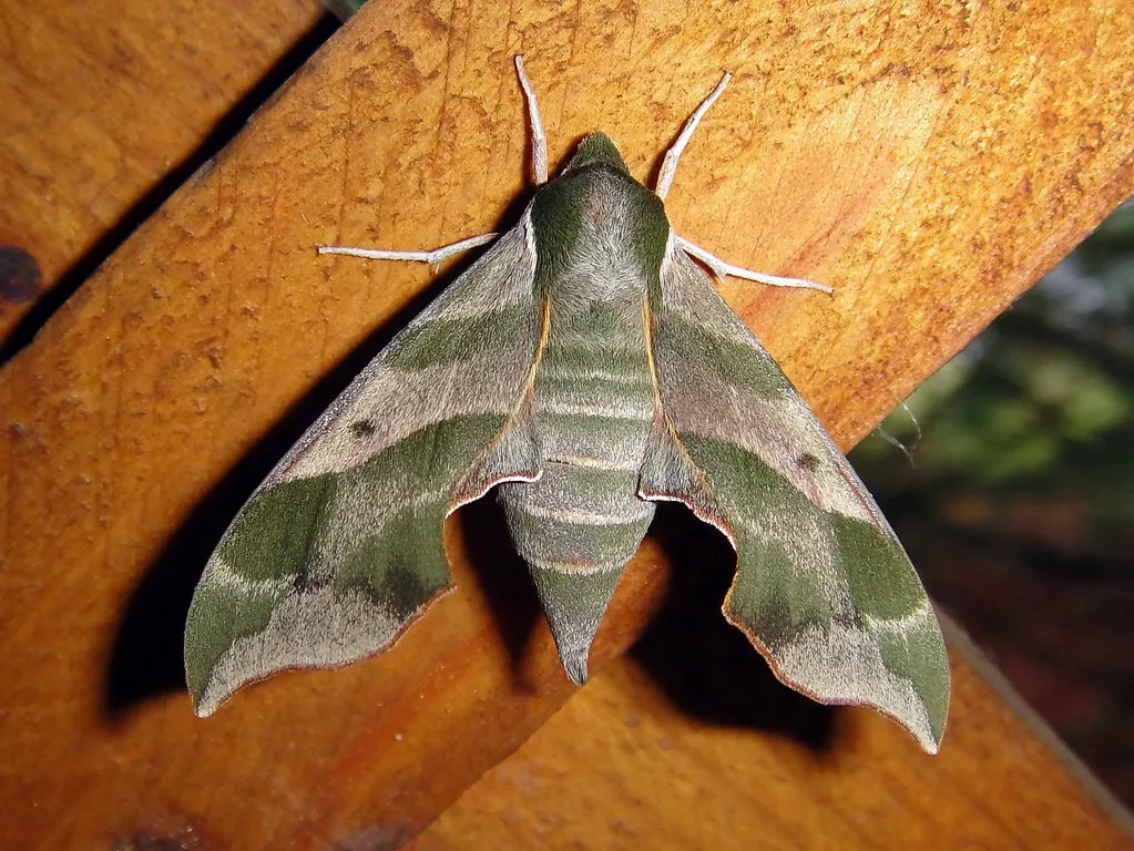 3. Butterflies and Moths Depend on That Leaf Layer to Survive Winter (Mark Turnauckas, Flickr, CC BY 2.0)