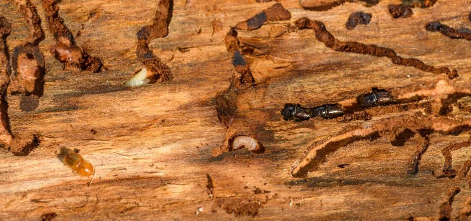 3. Clicking or Tapping Sounds Near Garden Structures and Wood (Image Credits: Pexels)