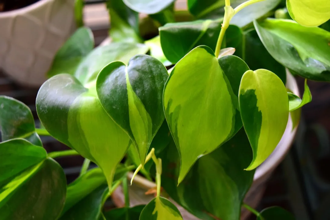 The Heartleaf Philodendron Person: You Need Connection to Calm Down (Image Credits: Unsplash)