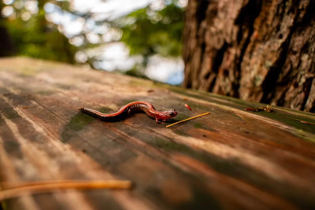 State Laws Are Starting to Catch Up (Image Credits: Unsplash)