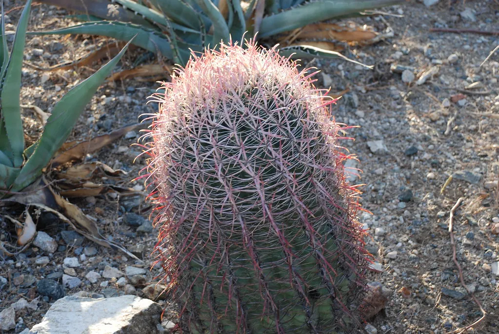 The Plant in Your Home Is Probably a Thanksgiving Cactus (neepster, Flickr, CC BY-SA 2.0)