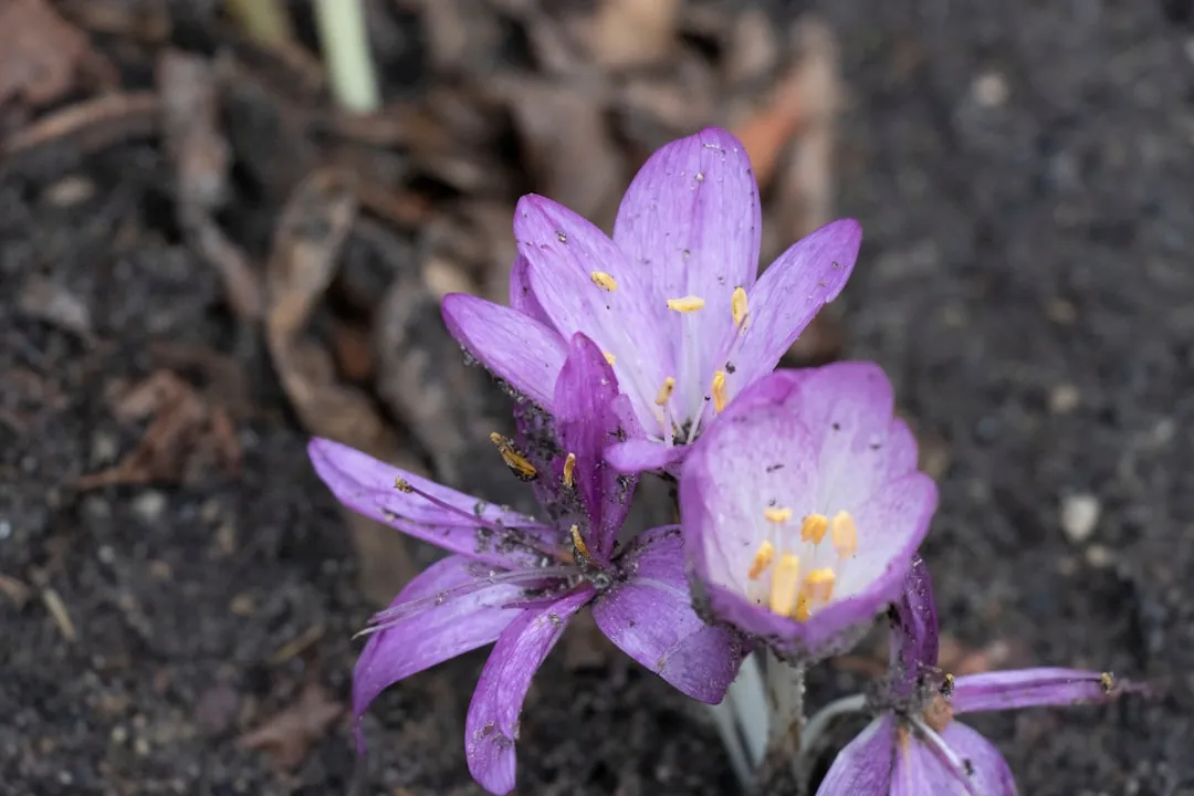 Autumn Crocus: Dangerous Bulbs Beneath the Soil (Image Credits: Unsplash)
