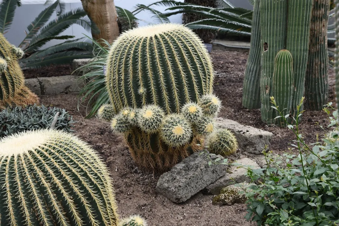 The Golden Barrel Cactus: Brilliant Exterior, Guarded Interior (Image Credits: Unsplash)