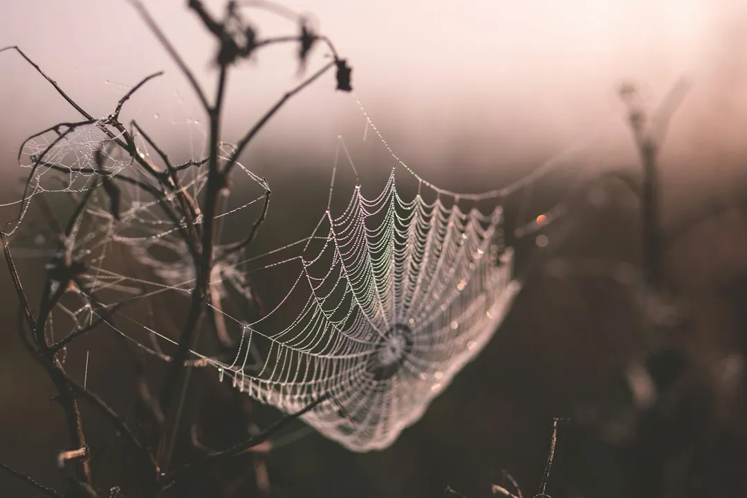 Spiders Are Cold-Blooded, and Fall Changes Everything (Image Credits: Unsplash)