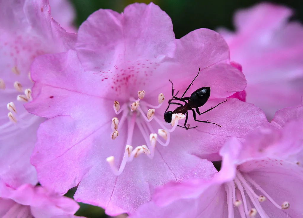 Ants as Actual Pollinators: A Rarer Phenomenon (alek_龍道家, Flickr, CC BY 2.0)