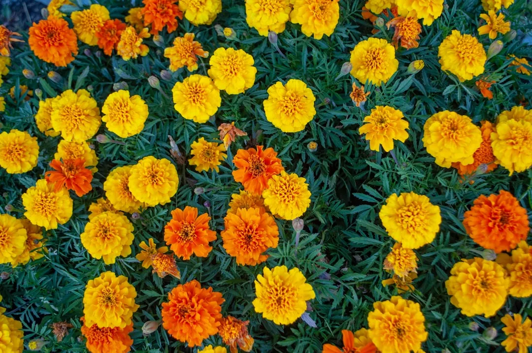 Myth 6: Marigolds Are a Reliable All-Round Pest Deterrent (Image Credits: Unsplash)