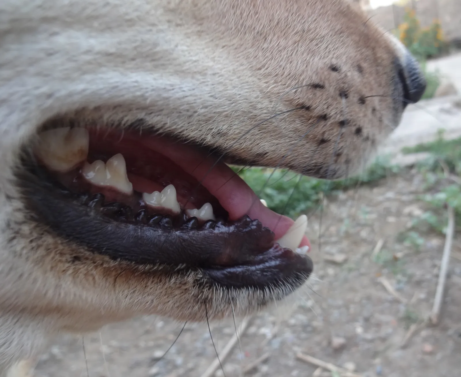 Pale or White Gums (By Achat1999, CC BY-SA 4.0)