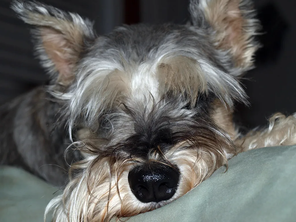 Why a Dog's Nose Gets Wet in the First Place (robot-girl, Flickr, CC BY-SA 2.0)