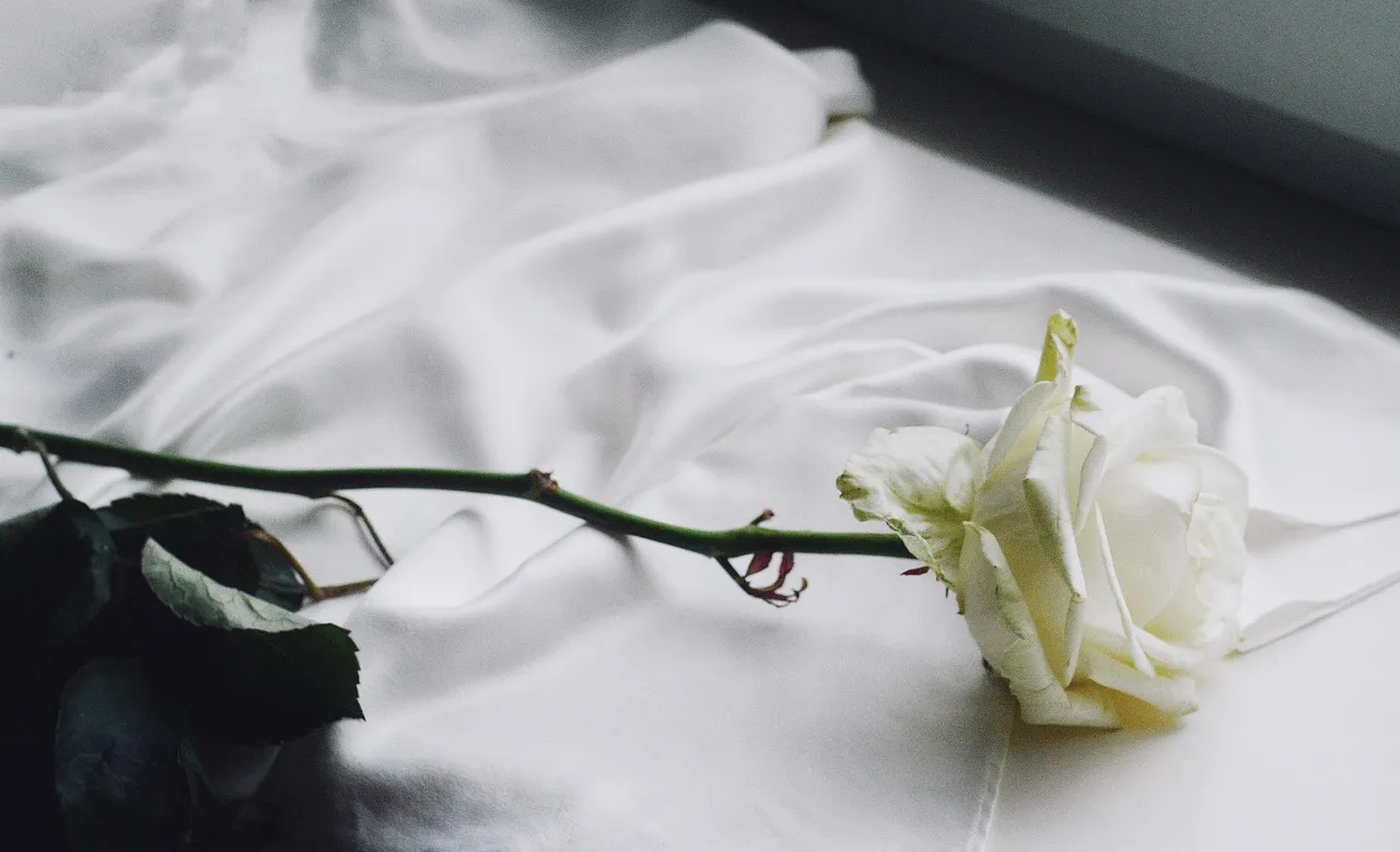 What Shallow Watering Does to Blooms (Image Credits: Pixabay)