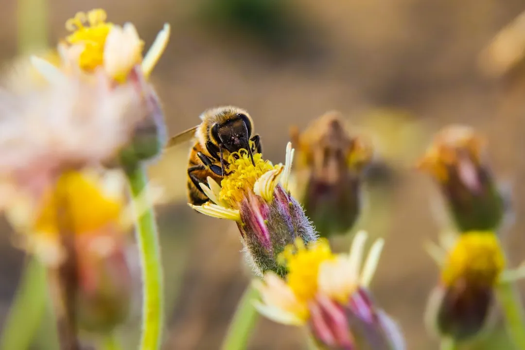 Protecting Pollinators: The Most Important Precaution (Image Credits: Unsplash)