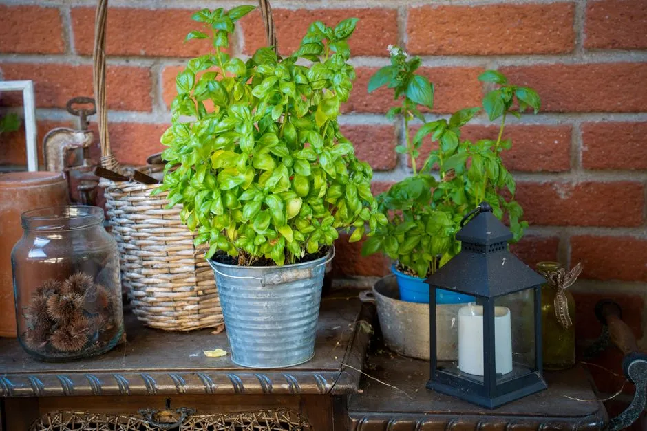 Variety Makes a Bigger Difference Than Most Gardeners Realize (Image Credits: Pexels)