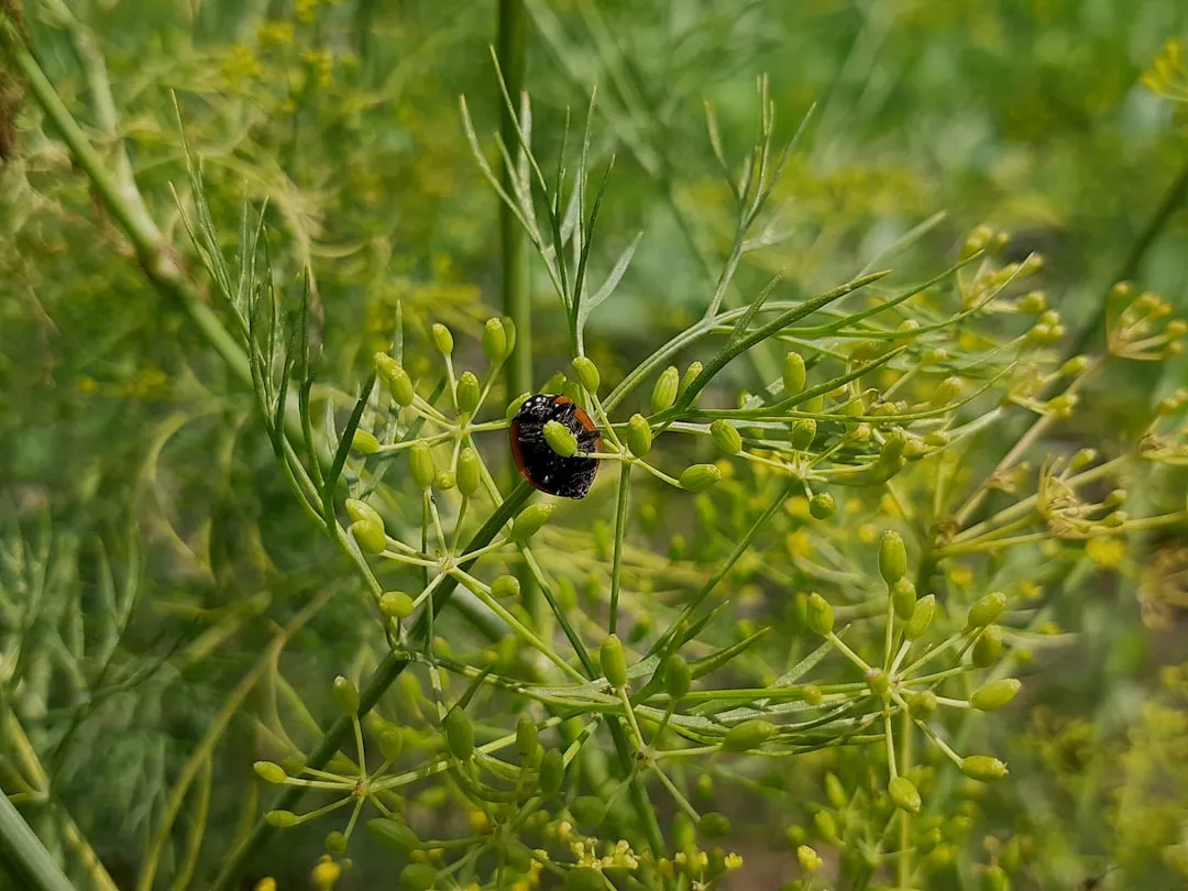 Ladybug Eggs: Small, Yellow, and Worth Protecting (Image Credits: Unsplash)