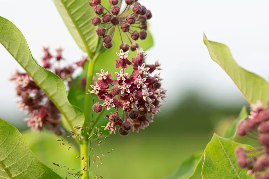 The Tropical Milkweed Problem: Good Intentions, Real Harm (Image Credits: Unsplash)