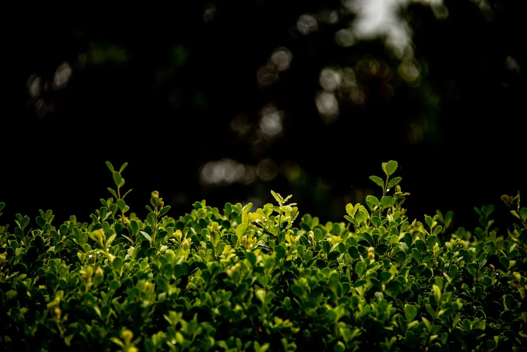 Why Edible Privacy Hedges Make More Sense Than You Think (Image Credits: Unsplash)