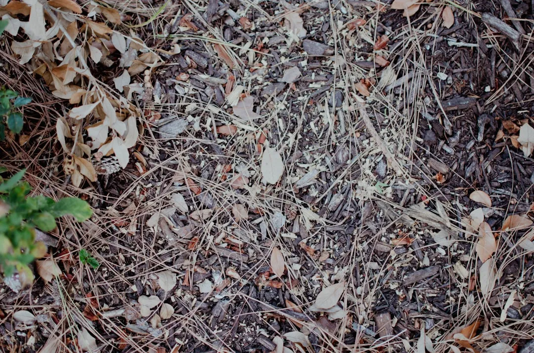 Mulching Is Doing More Than You'd Expect (Image Credits: Unsplash)
