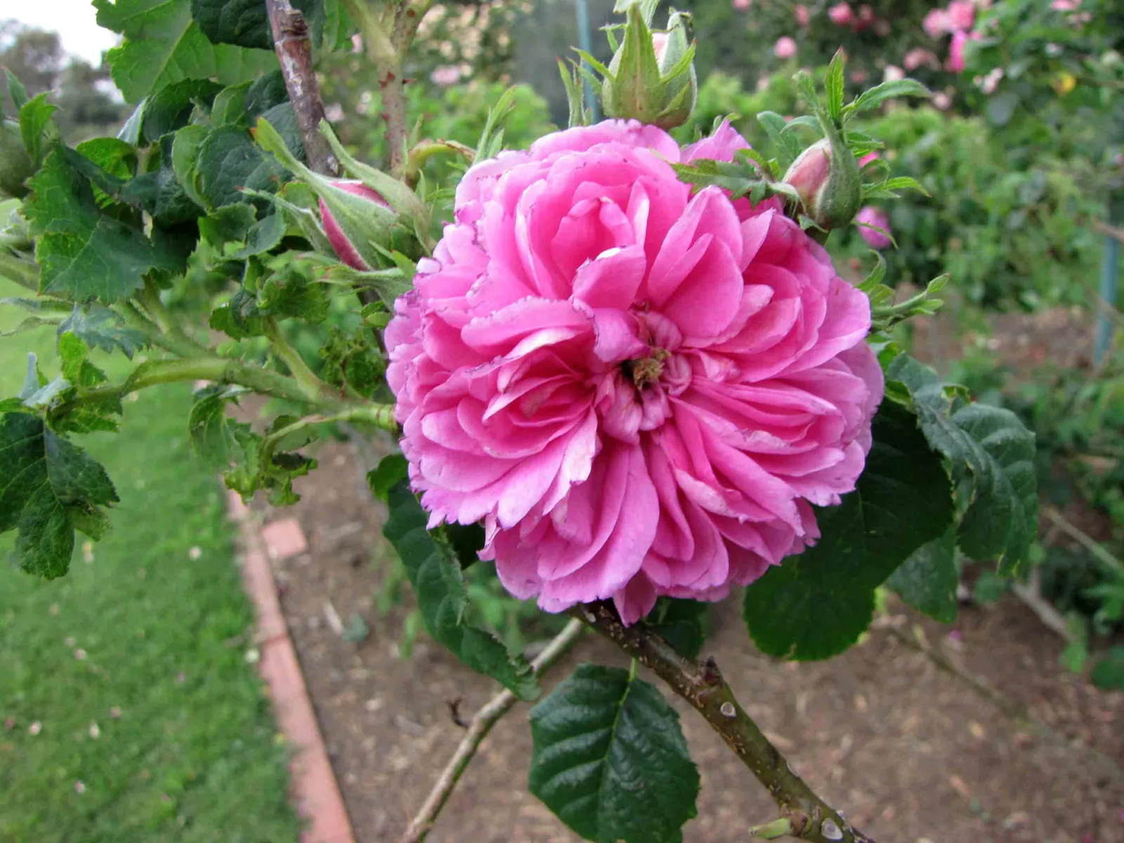 The Old Damask and Centifolia Roses Carried Something Irreplaceable (大馬士革玫瑰  Rosa de Rescht (Damask rose)  [墨爾本  Werribee Rose Garden, Melbourne], CC BY-SA 2.0)