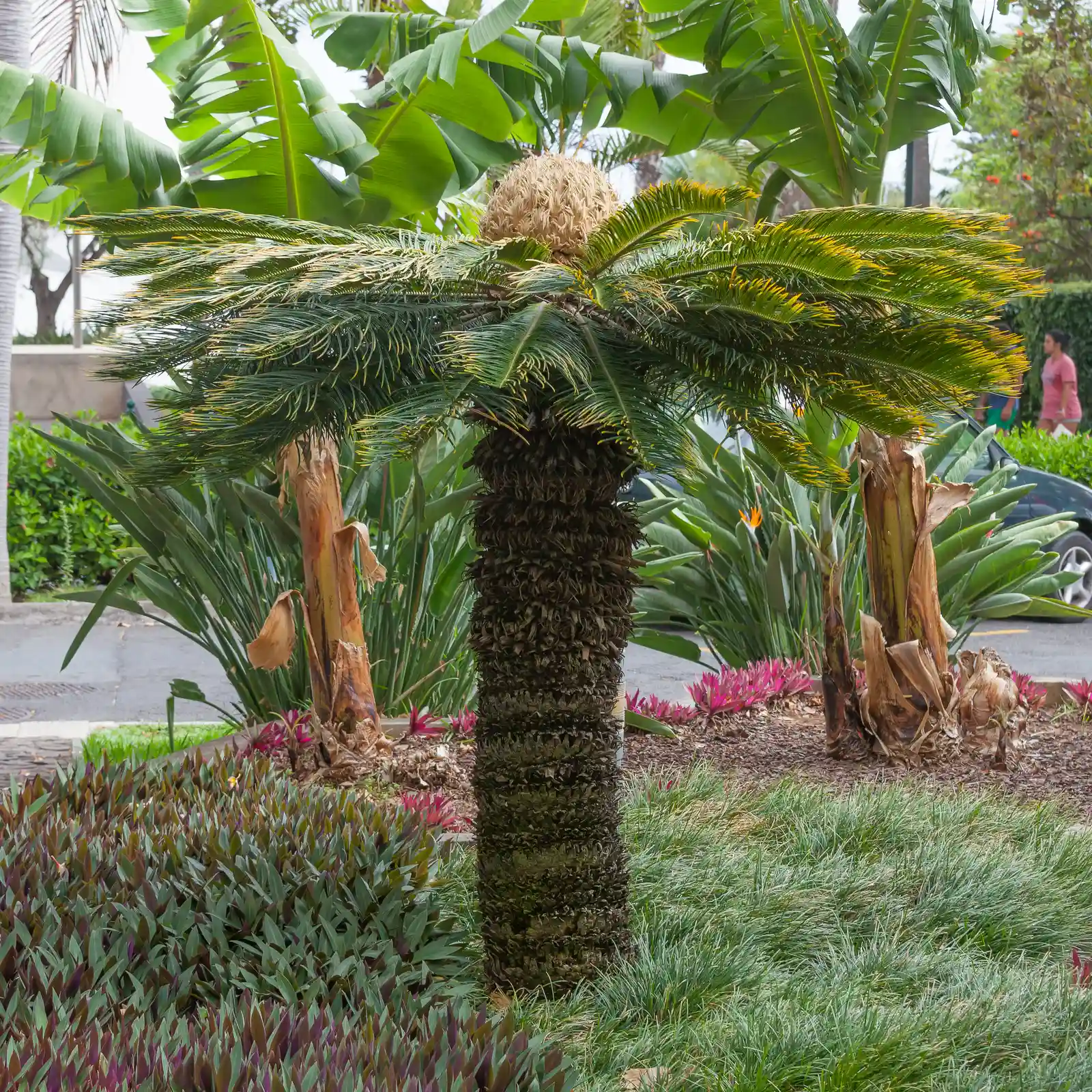 Sago Palm: One of the Most Lethal Plants in the Yard (By Luis Miguel Bugallo Sánchez (Lmbuga), CC BY-SA 4.0)
