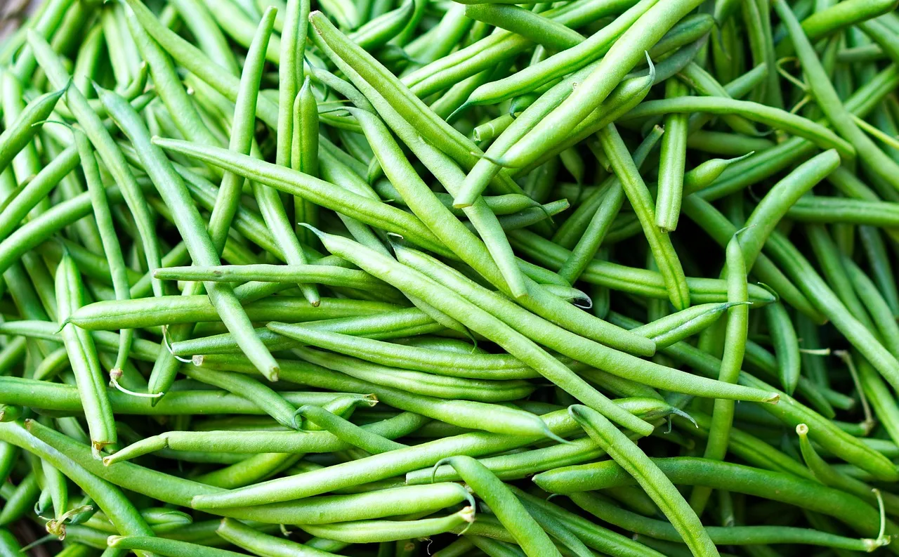 Pole Beans vs. Bush Beans: A Clear Illustration (Image Credits: Pixabay)