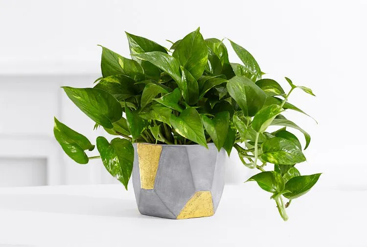 The Pothos Was a Different Story (ProFlowers.com, Flickr, CC BY 2.0)