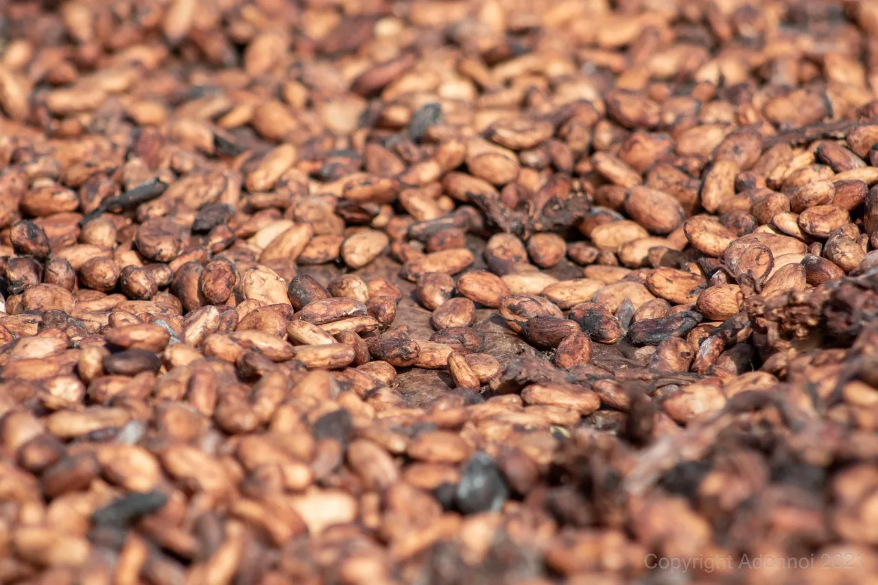 The Fermentation Process for Wet Seeds (Image Credits: Pixabay)