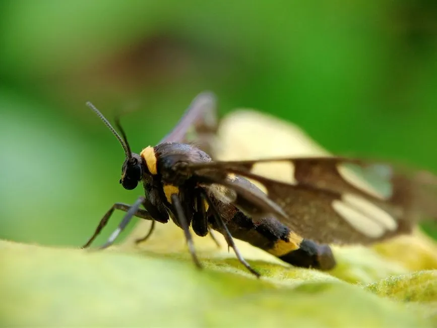 What the Squash Vine Borer Actually Is (Image Credits: Pexels)