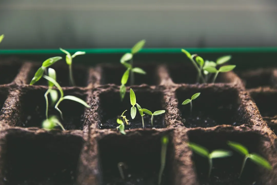 Cold-Hardening: Don't Skip This Step (Image Credits: Unsplash)