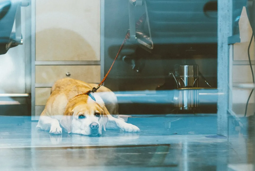 The Jaytee Experiments: A Dog That Defied Easy Answers (Image Credits: Unsplash)