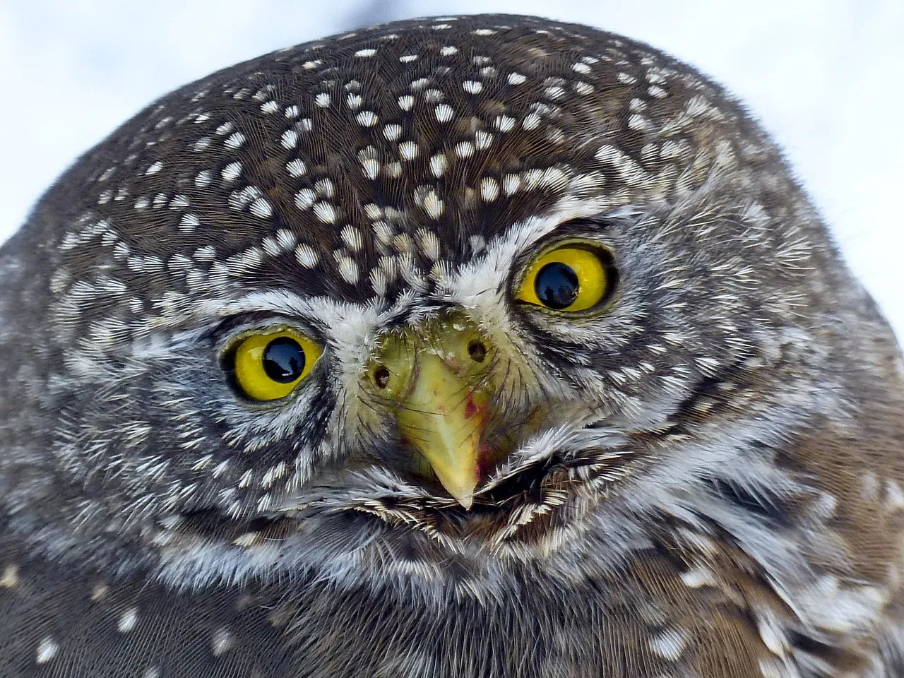 Not All Owls Are Equal Rotators (Image Credits: Pixabay)